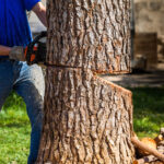 How Much Does Tree Removal Cost? A Homeowner’s Guide to Pricing, Process & Planning