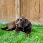 Best Fence for Dogs in 2026: What Actually Works (And What Doesn’t)
