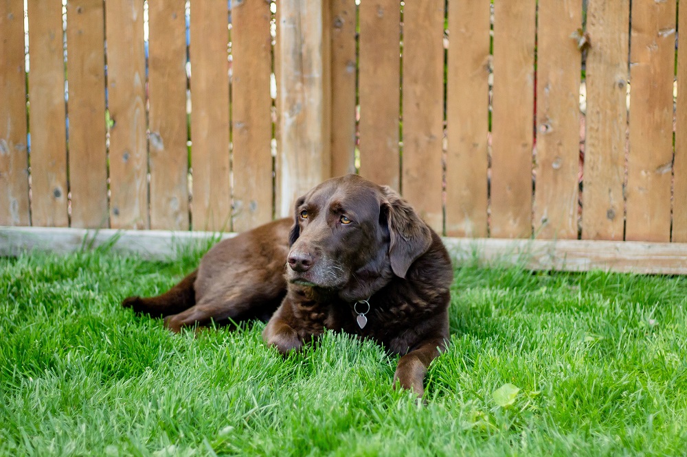 Best Fence for dogs