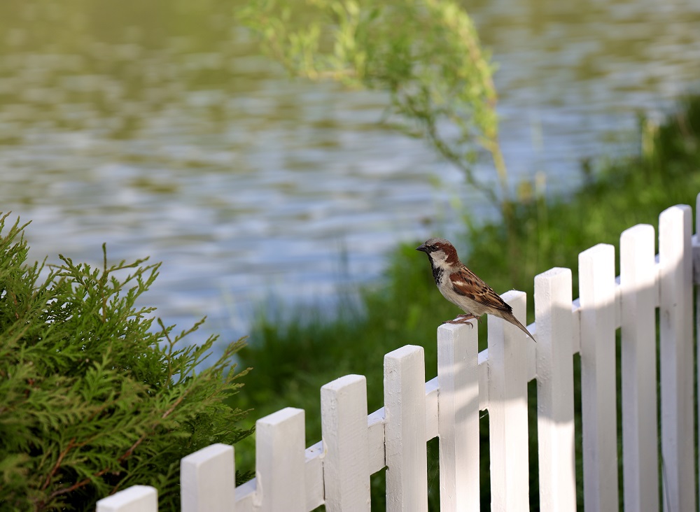 Build a Fence